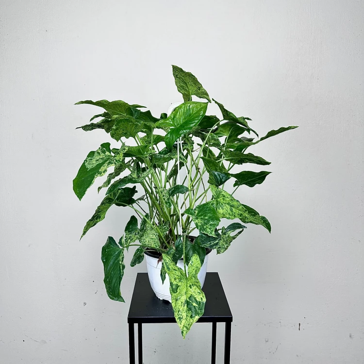 Syngonium Mottled Mojito Zroślicha P19 wisząca #1