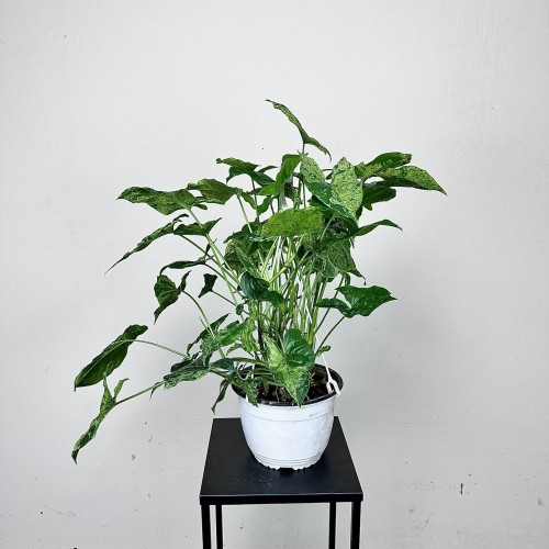 Syngonium Mottled Mojito Zroślicha P19 wisząca #2