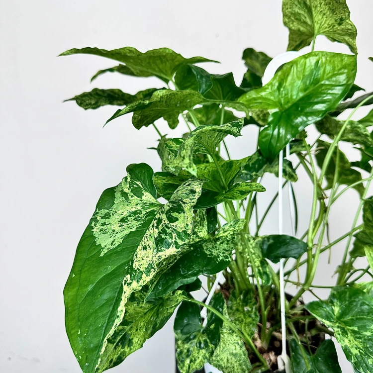 Syngonium Mottled Mojito Zroślicha P19 wisząca #3