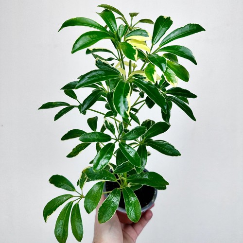 Schefflera Moondrop Szeflera P9 #1