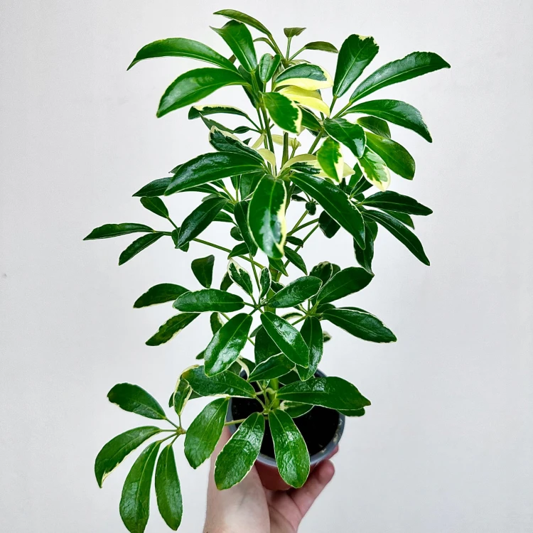 Schefflera Moondrop Szeflera P9 #1