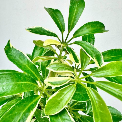 Schefflera Moondrop Szeflera P9 #2