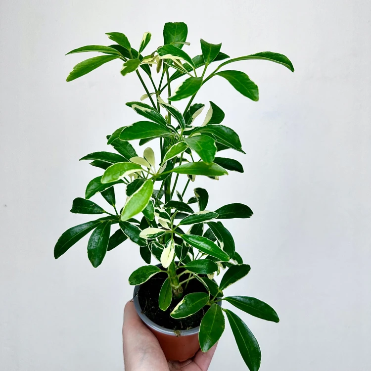 Schefflera Moondrop Szeflera P9 #3
