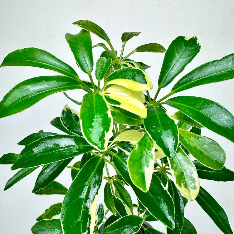Schefflera Moondrop Szeflera P9 #4