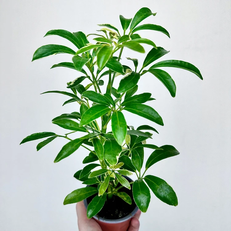 Schefflera Moondrop Szeflera P9 #5