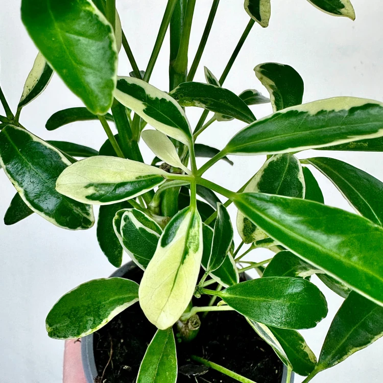 Schefflera Moondrop Szeflera P9 #6