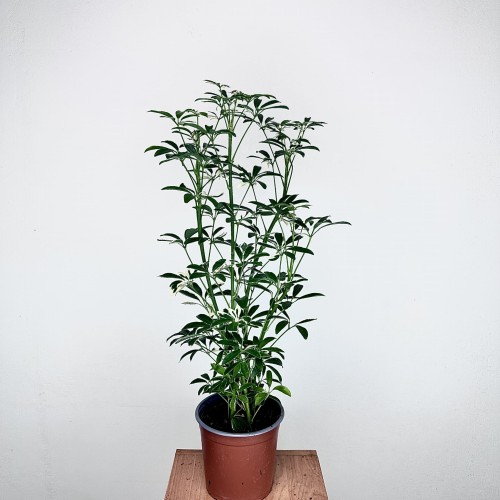 Schefflera Moondrop Szeflera P17 #1