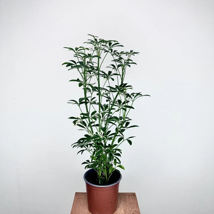 Schefflera Moondrop Szeflera P17 #1