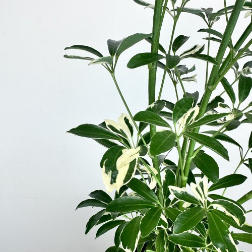 Schefflera Moondrop Szeflera P17 #2