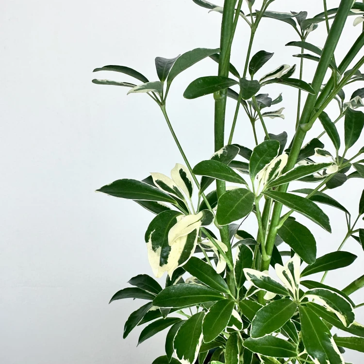 Schefflera Moondrop Szeflera P17 #2