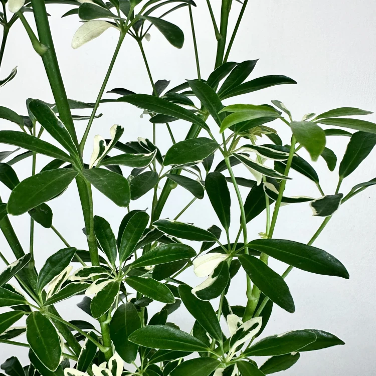 Schefflera Moondrop Szeflera P17 #3