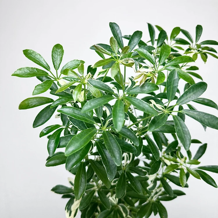 Schefflera Moondrop Szeflera P17 #4