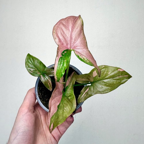 Syngonium Red Spot Zroślicha P9 #1