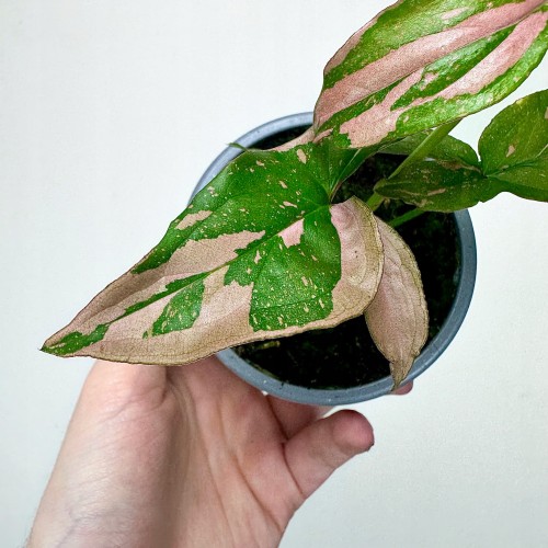 Syngonium Red Spot Zroślicha P9 #2