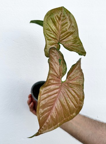 Syngonium Yellow Pink Zroślicha P9 #1