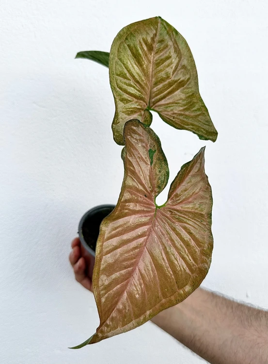 Syngonium Yellow Pink Zroślicha P9 #1