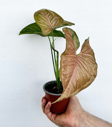 Syngonium Yellow Pink Zroślicha P9 #2