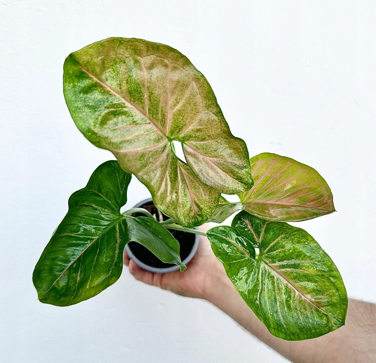 Syngonium Yellow Pink Zroślicha P9 #3