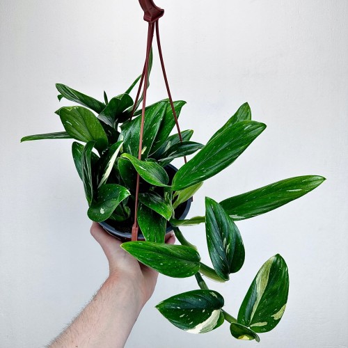 Monstera Standleyana Variegata Philodendron Cobra P17 wisząca #1