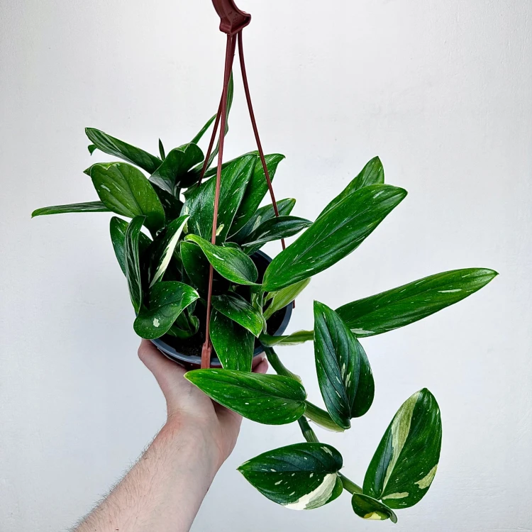Monstera Standleyana Variegata Philodendron Cobra P17 wisząca #1
