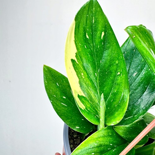 Monstera Standleyana Variegata Philodendron Cobra P17 wisząca #2