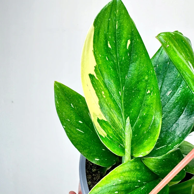 Monstera Standleyana Variegata Philodendron Cobra P17 wisząca #2