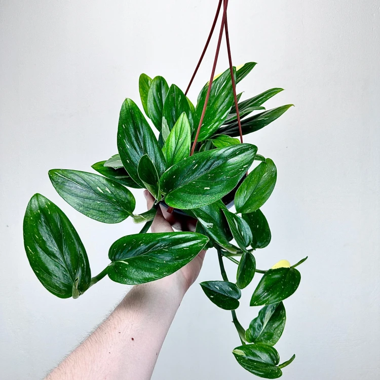 Monstera Standleyana Variegata Philodendron Cobra P17 wisząca #3