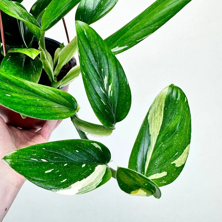 Monstera Standleyana Variegata Philodendron Cobra P17 wisząca #4