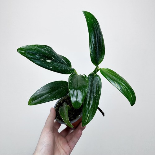 Monstera Standleyana Variegata Philodendron Cobra P9 #1