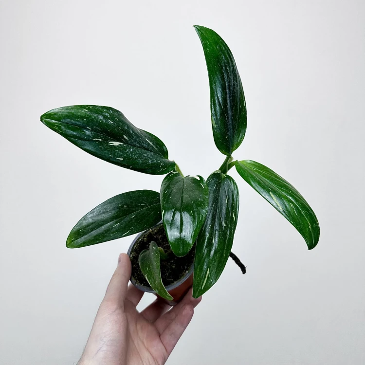 Monstera Standleyana Variegata Philodendron Cobra P9 #1