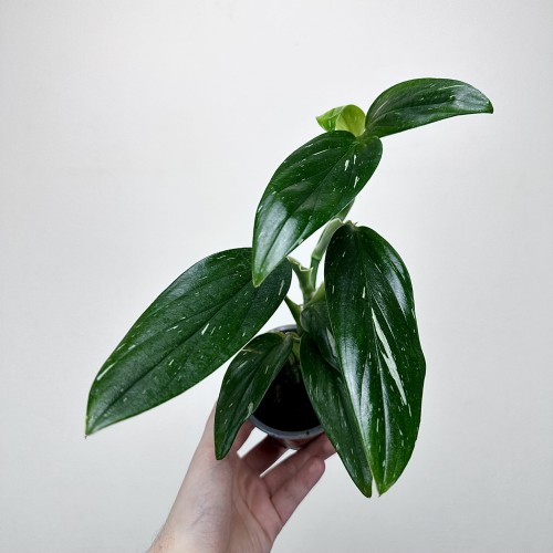 Monstera Standleyana Variegata Philodendron Cobra P9 #2