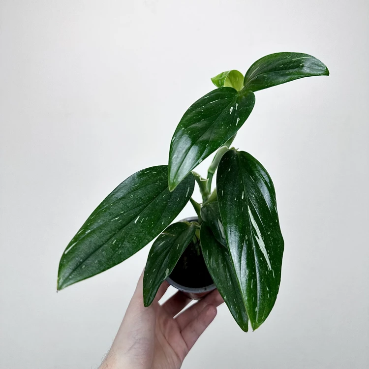 Monstera Standleyana Variegata Philodendron Cobra P9 #2