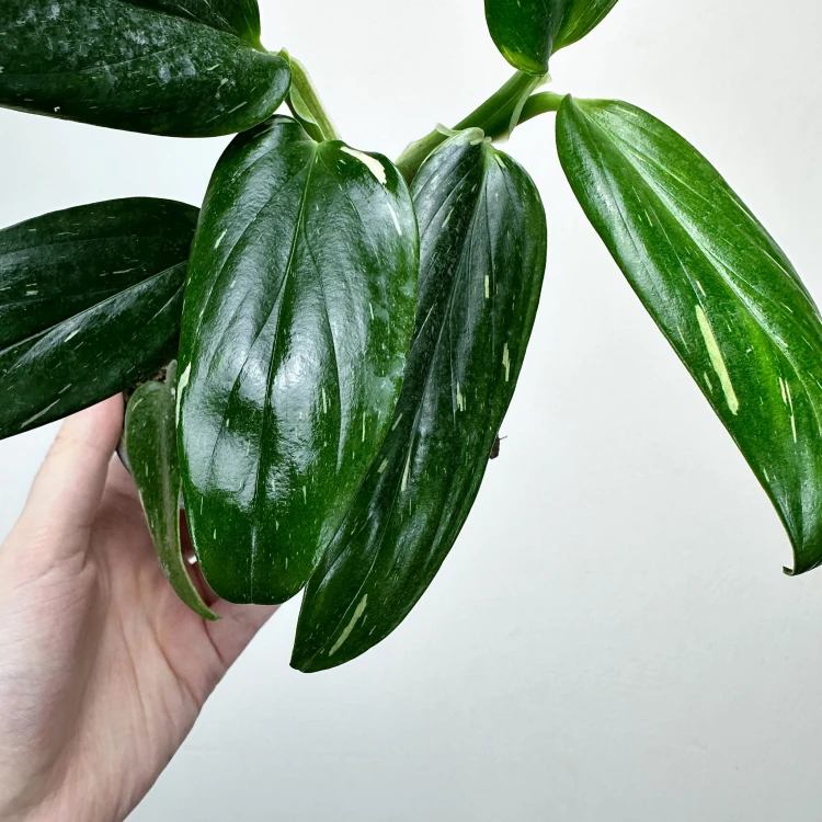 Monstera Standleyana Variegata Philodendron Cobra P9 #3