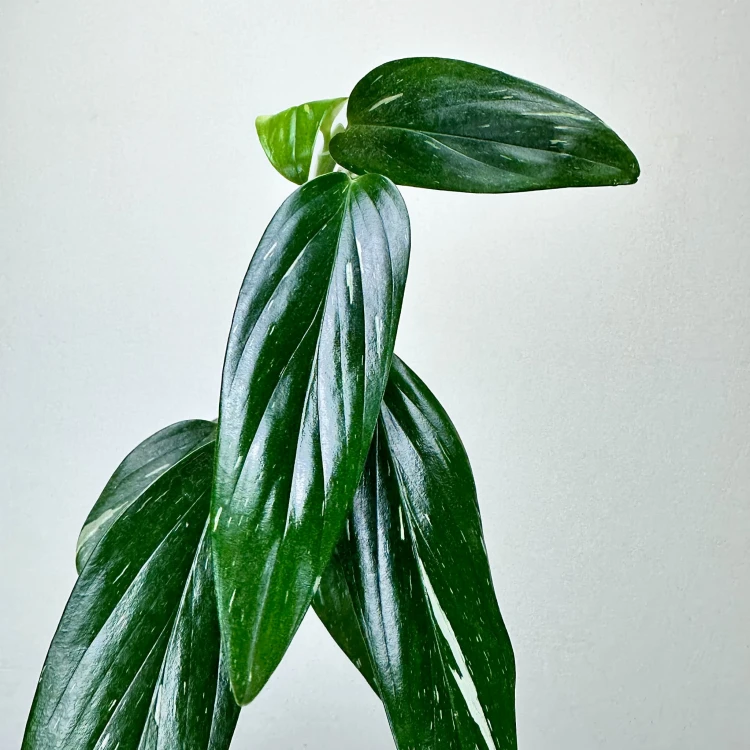 Monstera Standleyana Variegata Philodendron Cobra P9 #4