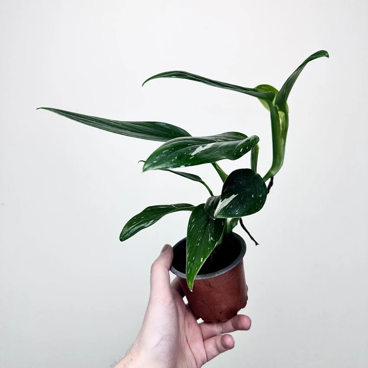 Monstera Standleyana Variegata Philodendron Cobra P9 #5