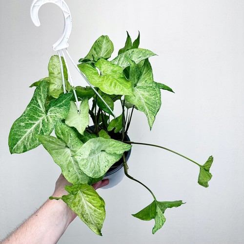 Syngonium Freckles Zroślicha P17 wisząca #1
