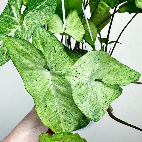 Syngonium Freckles Zroślicha P17 wisząca #2