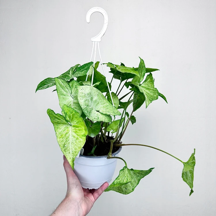 Syngonium Freckles Zroślicha P17 wisząca #3