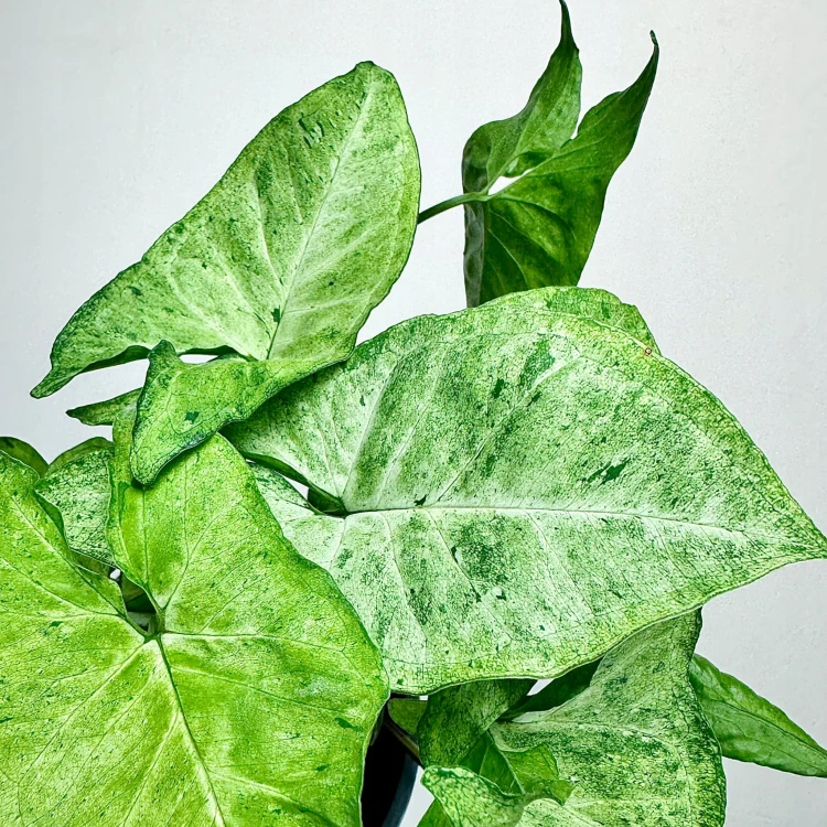 Syngonium Freckles Zroślicha P17 wisząca #4