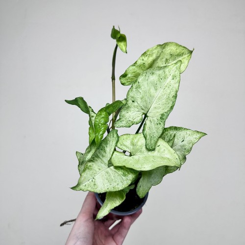 Syngonium Freckles Zroślicha P9 #1