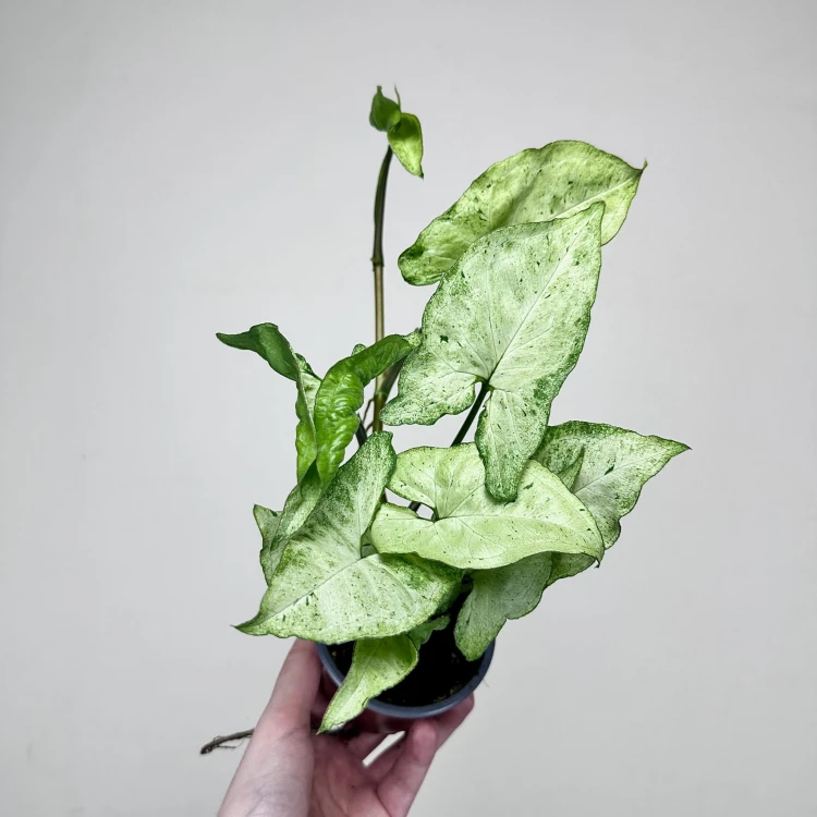 Syngonium Freckles Zroślicha P9 #1