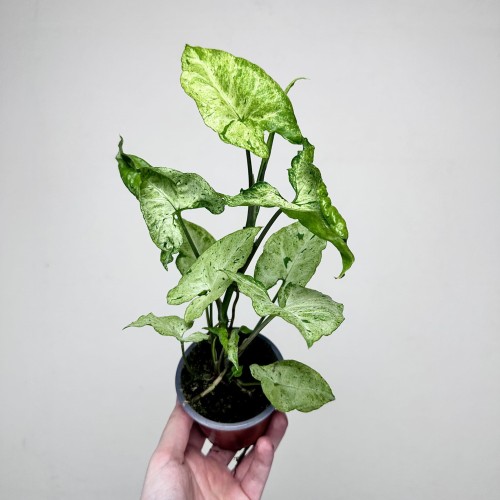 Syngonium Freckles Zroślicha P9 #2