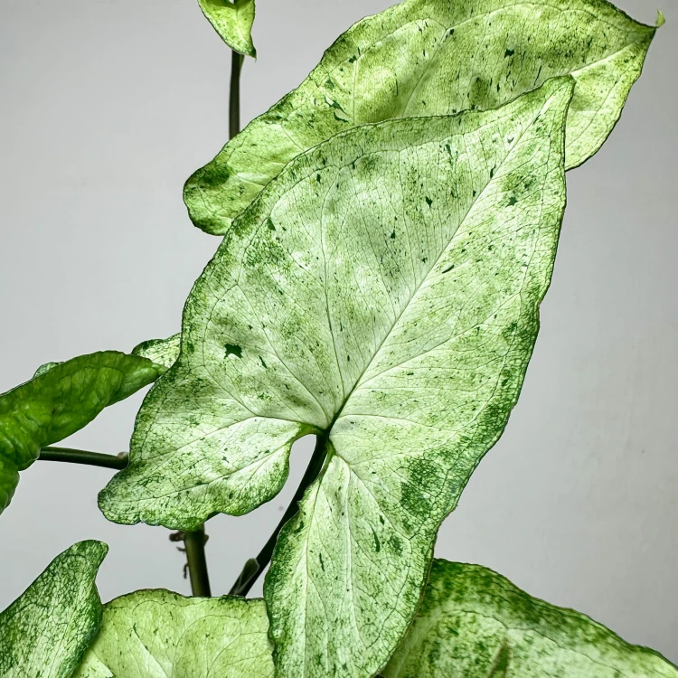 Syngonium Freckles Zroślicha P9 #3