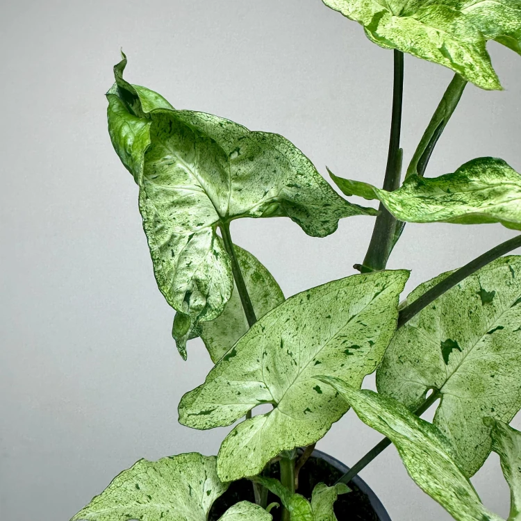 Syngonium Freckles Zroślicha P9 #4