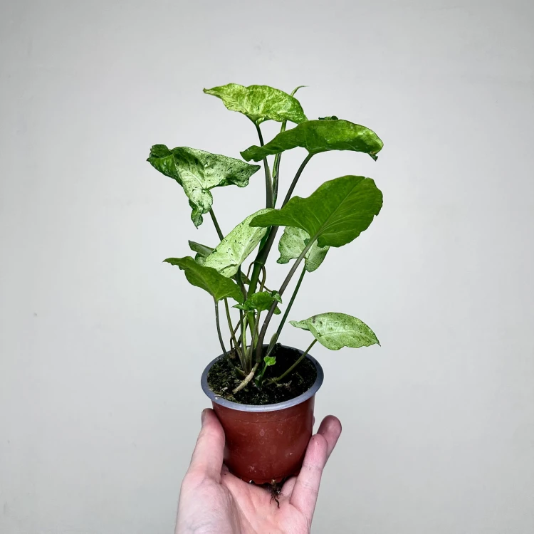 Syngonium Freckles Zroślicha P9 #5