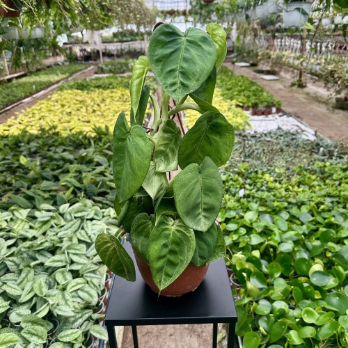 Syngonium Ice Frost Zroślicha P19 wisząca #1