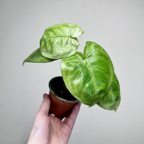 Syngonium Ice Frost Zroślicha P9 #2