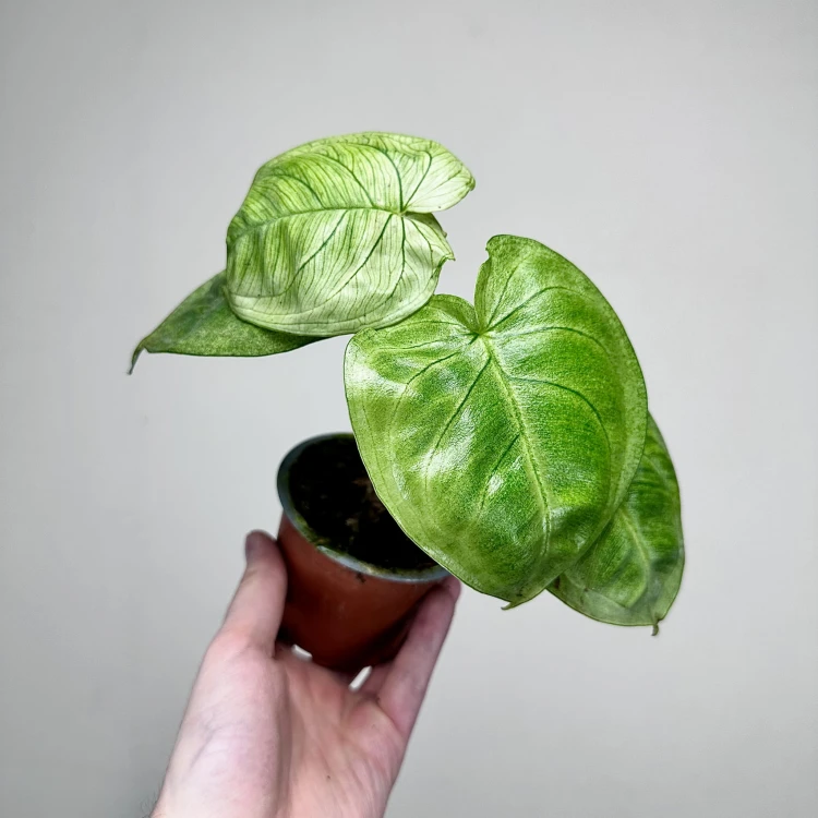 Syngonium Ice Frost Zroślicha P9 #2