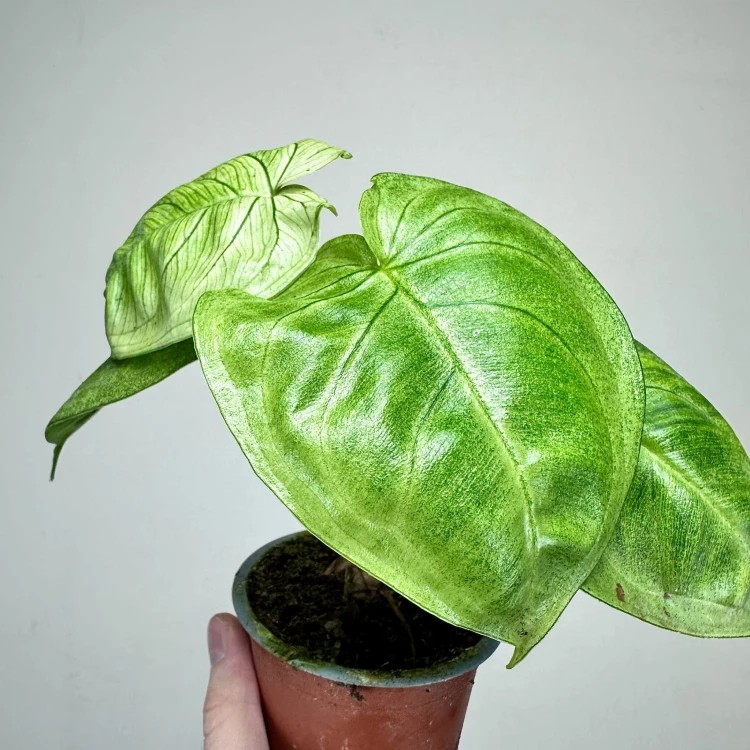 Syngonium Ice Frost Zroślicha P9 #3