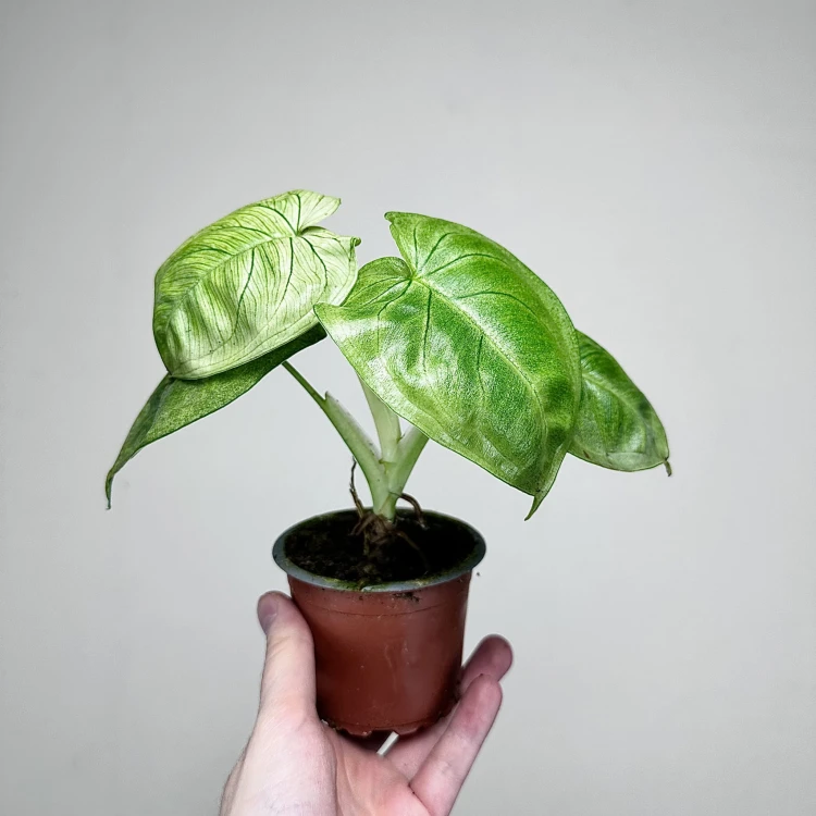 Syngonium Ice Frost Zroślicha P9 #4